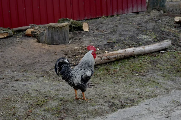 Gallo brillante líder de color de la bandada . — Foto de Stock