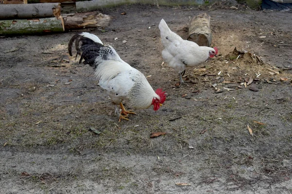 Una polla abigarrada con una cola grande encontró comida . —  Fotos de Stock