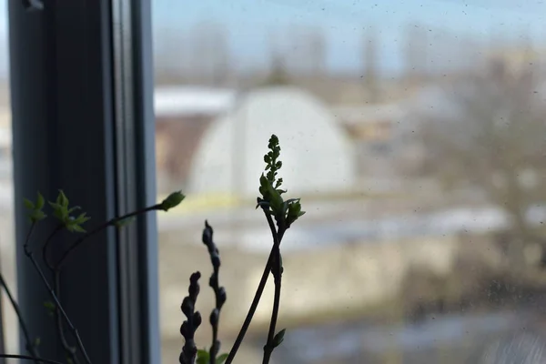 A branch of lilac in a vase on the windowsill. — ストック写真