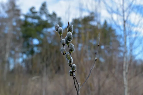 Primavera Vem Natureza Começou Ganhar Vida Buds Estourar Árvores Arbustos — Fotografia de Stock