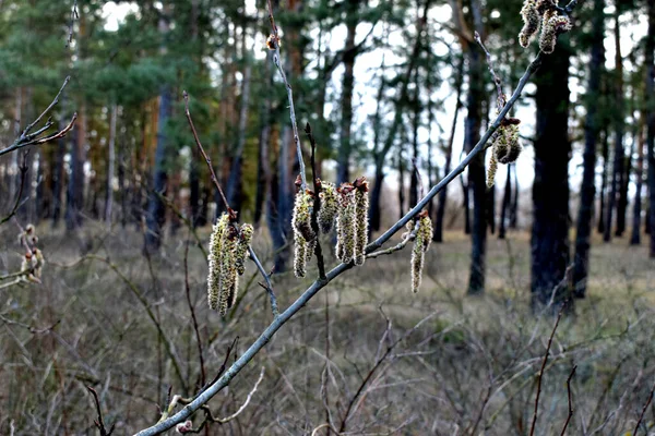 Primavera Vem Natureza Começou Ganhar Vida Buds Estourar Árvores Arbustos — Fotografia de Stock