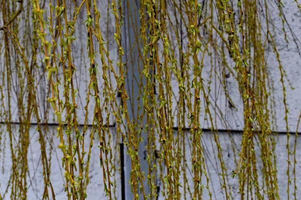 Primavera Vem Natureza Começou Ganhar Vida Buds Estourar Árvores Arbustos — Fotografia de Stock