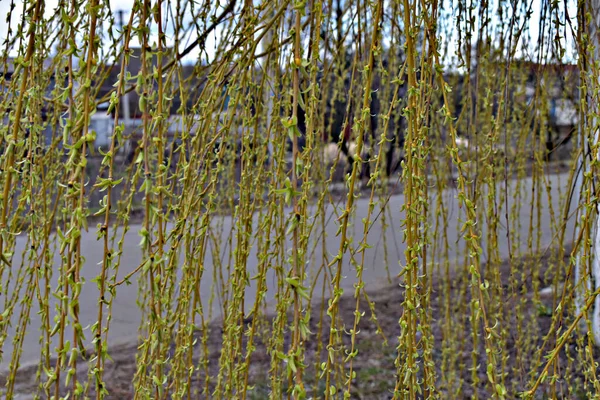 Primavera Vem Natureza Começou Ganhar Vida Buds Estourar Árvores Arbustos — Fotografia de Stock