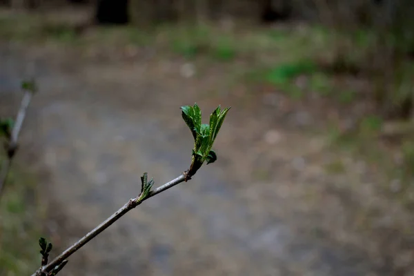 Bahar Geldi Ağaçların Dallarında Çalılar Tomurcuklar Patlıyor Yeşil Yapraklar Büyüyor — Stok fotoğraf
