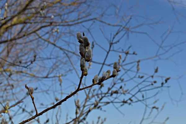 Primavera Llegado Las Ramas Los Árboles Arbustos Brotes Estallan Las — Foto de Stock