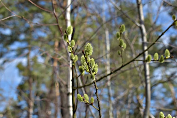 Primavera Chegou Nos Ramos Árvores Arbustos Brotos Estourar Folhas Verdes — Fotografia de Stock
