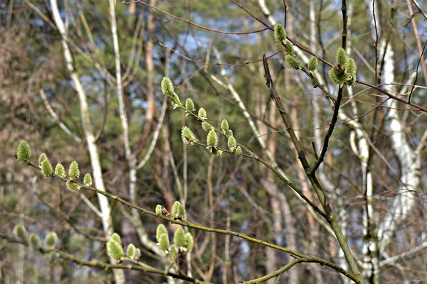春天来了 在树枝上 嫩芽绽放 绿叶生长 — 图库照片