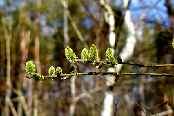 Der Frühling Ist Und Den Ästen Von Bäumen Sträuchern Knospen — Stockfoto