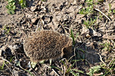 Bahar. Dikenli kirpi uyandı..