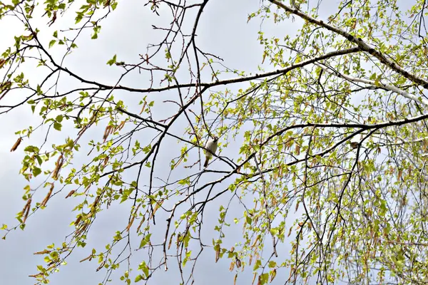 Sperlingsvogel Versteckt Sich Auf Einem Birkenzweig Mit Blühenden Blättern — Stockfoto