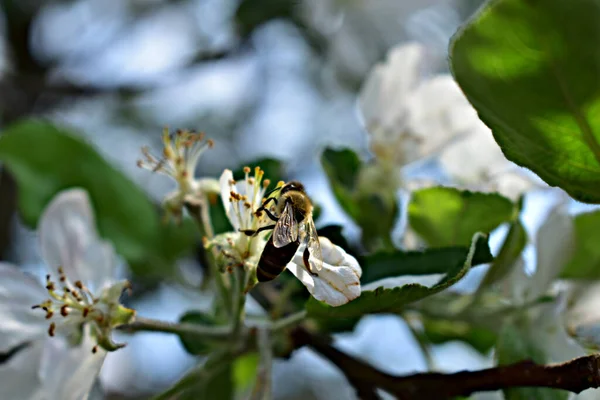 A bee collects nectar from the flowers of an apple tree.
