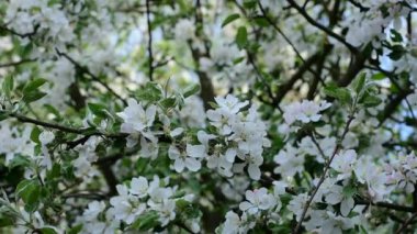 İlkbaharda meyve ağaçları çiçek açar ve arılar bal üretmek için nektar toplamaya başlar..