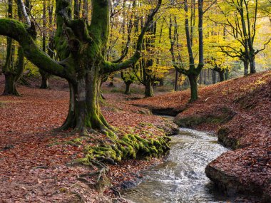 Otxarreta Kayın ağacı Bask bölgesindeki Gorbea doğal parkında..