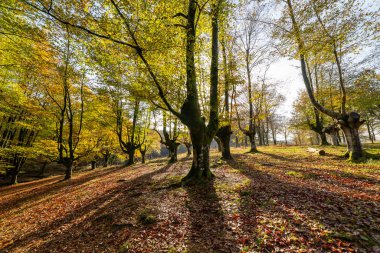 Otxarreta Kayın ağacı Bask bölgesindeki Gorbea doğal parkında..