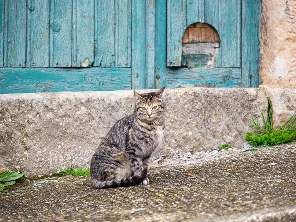 Cat Sitting Door House Village Spain Stock Photo