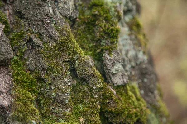 Corteza de árbol con musgo — Foto de Stock