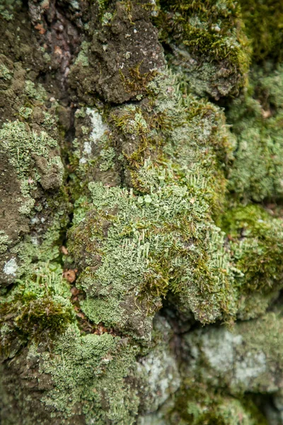 Corteza de árbol con musgo —  Fotos de Stock