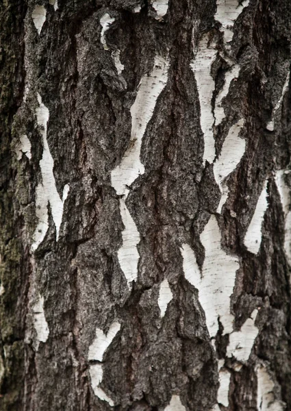Tree's bark — Stock Photo, Image