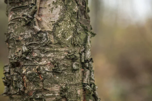Tree's bark — Stock Photo, Image