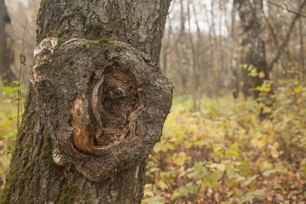 Old tree in the forest — Stock Photo, Image