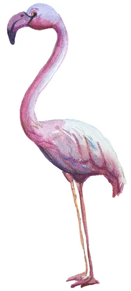 Suluboya pembe flamingo. Beyaz arka planda izole edilmiş renkli el boyalı tropikal kuş. Selamlama için element tasarımı, çocuksu biçim