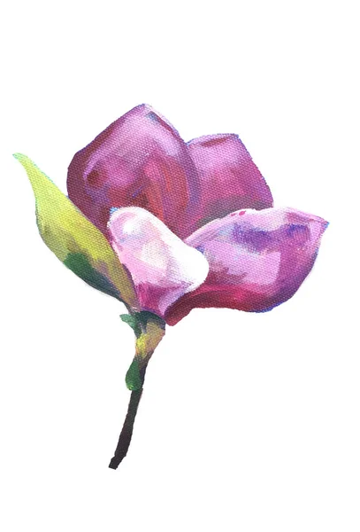 Beautuful Flowers of Magnolia. Hand oil painting. Separate Individual elements on the white background. Perfect for invitation, wedding and any celebtates. Summer. Pink, purple and red colors — Stock Photo, Image