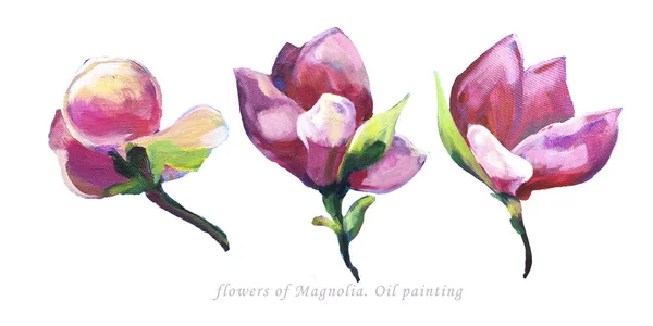 Set of Beautuful Flowers of Magnolia. Hand oil painting. Separate Individual elements on the white background. Perfect for invitation, wedding and any celebtates. Summer. Pink, purple and red colors — Stock Photo, Image