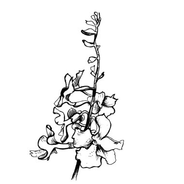 Botanik çiçek vektörü. İzole edilmiş bir grup. Beyaz arka planda çizgi sanatı olan el çizimi çizimi. Çiçek enfeksiyonu. Tek renkli Blossome. Siyah ve beyaz