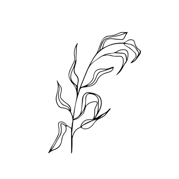 Single hand drawn leaves on the white  background. Contour vector illustration Isolated . Modern  Design Botanical element for invitations, wedding greeting cards, announcements. Herbs. Outline art — 스톡 벡터