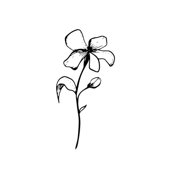  Beyaz arka planda tek elle çizilmiş çiçek. Doodle vektör çizimi izole edildi. Davetiye için modern tasarım botanik unsurları, düğün kartları, duyurular. Bitkiler. Çizgi sanatı
