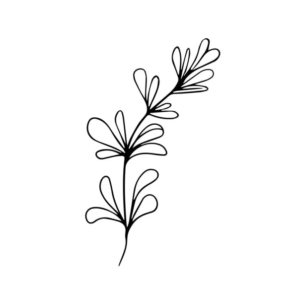 Beyaz arka planda tek elle çizilmiş yapraklar. Doodle vektör çizimi izole edildi. Davetiyeler için modern tasarım botanik unsuru, düğün kartları, duyurular. Bitkiler. Çizgi sanatı