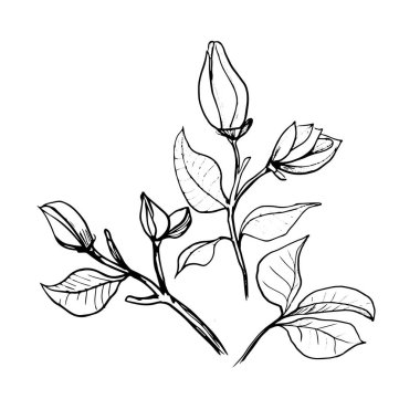 Magnolia 'nın çiçekleri. El çizimi çizimi. Özet Çiçek tomurcukları ve yaprakları