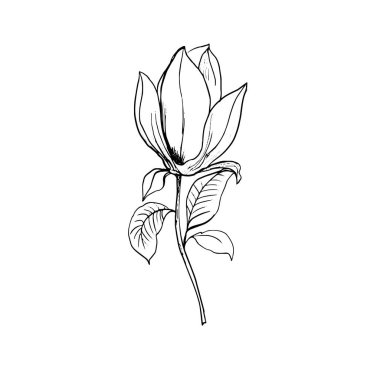 Magnolia 'nın çiçeği. El çizimi çizimi. Özet Çiçek ve yapraklar
