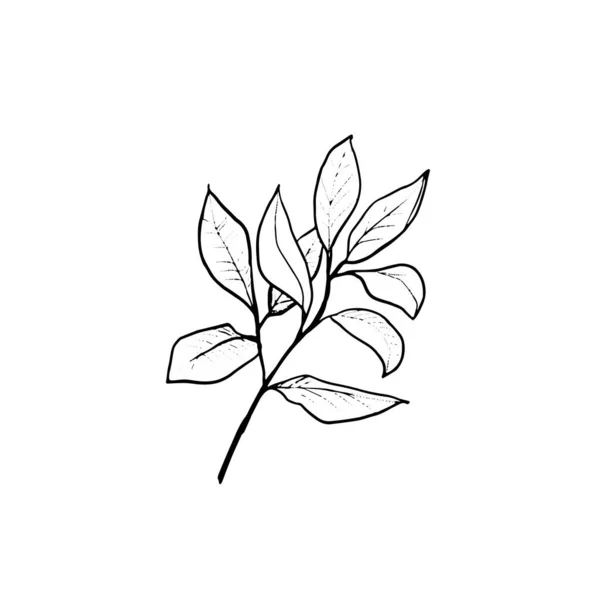 나뭇가지와 잎 이 있다. 스케치를 해 보 세요. 흰 배경에 분리되어 있는 골조 잎. — 스톡 벡터