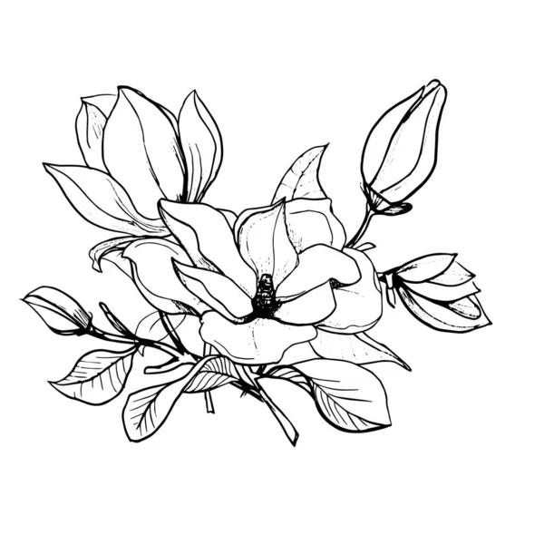Flor de Magnolia. Dibuja a mano. Esquema ramo de flores y hojas aisladas sobre el fondo blanco — Archivo Imágenes Vectoriales
