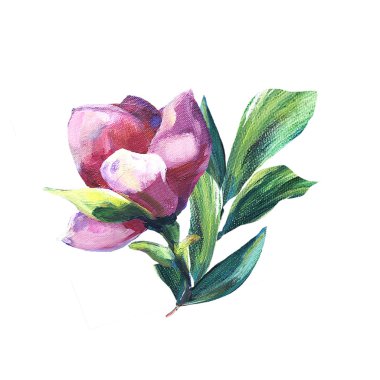 Çiçek buketi. Beyaz arka planda yeşil yapraklı tek pembe manolya. Parlak renkler. Yağlı boyalı doku. Tebrik, düğün, davetiye tasarımı için dekorasyon. Posterler için, yazdır