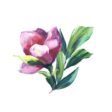 Çiçek buketi. Beyaz arka planda yeşil yapraklı tek pembe manolya. Parlak renkler. Yağlı boyalı doku. Tebrik, Düğün, Davet Tasarımı İçin Dekorasyon.