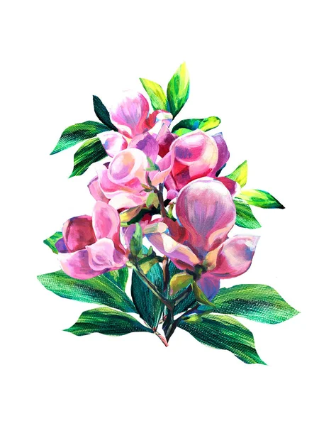 Colorful Bouquet of flowers Magnolia and green leaves. Hand pained oil texture. Spring Flowers. Branch of pink magnolia liliiflora For posters — Stock Photo, Image