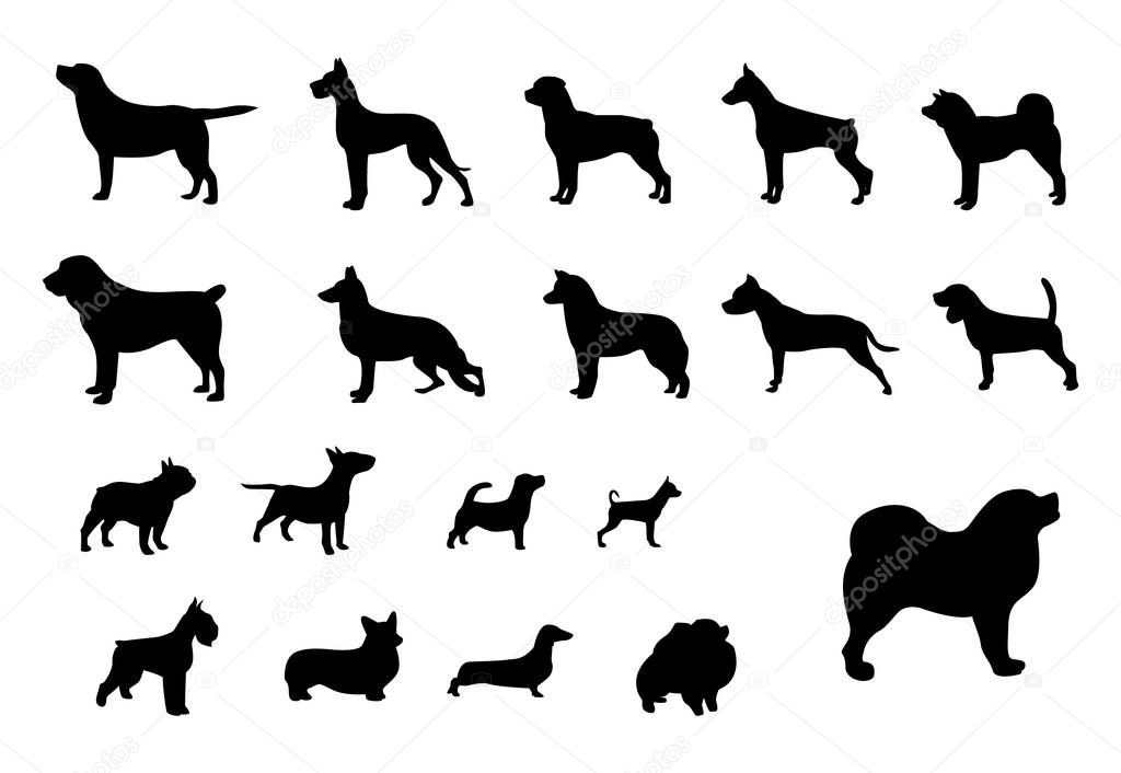 Dog breeds. Set of black silhouettes of dogs of different breeds. Dogs from the smallest to the largest. Vector illustration.