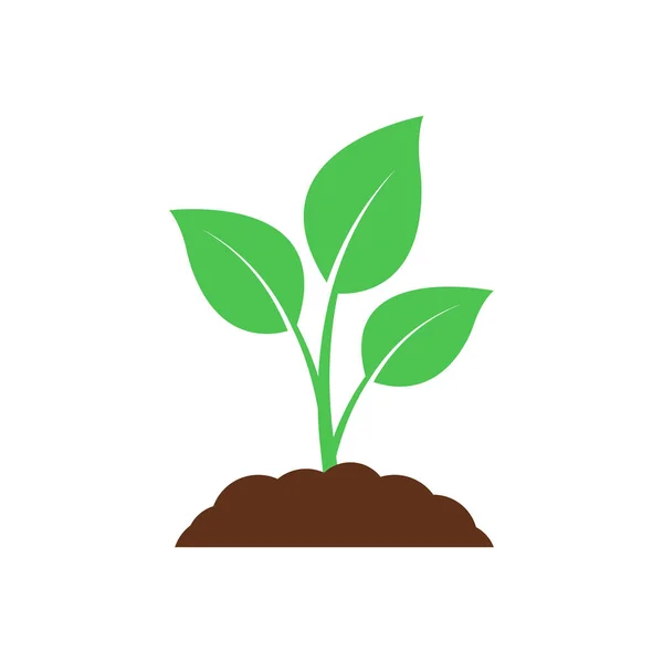 Seedling ikonu. Bitki sembolü. Yerden filizlendi. Düz biçim. — Stok Vektör