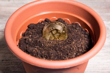 Bitcoin büyümesi için toprağa ekilir. Bitcoin in a fl