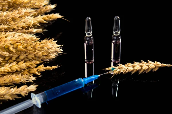 Wheat and grain tests for GMOs. Genetically modified foods. The harm of herbicides and pesticides on the human body. A syringe with a chemical substance and ampoules lie on a table with ears of wheat.