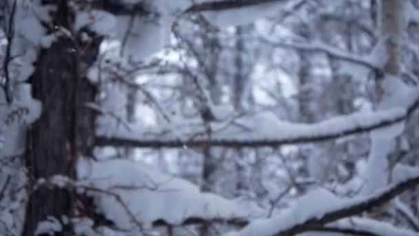 Snö faller vid granen grenar Stockfilm