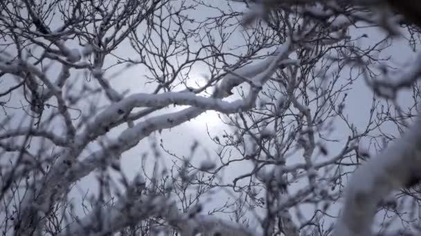 Nieve cayendo en las ramas de los abetos — Vídeos de Stock