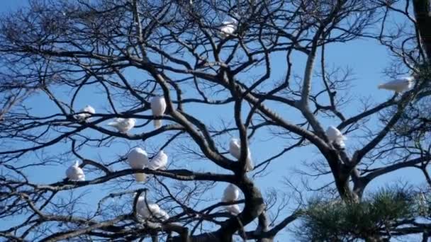 Colombes blanches. Belles colombes blanches dans un parc — Video