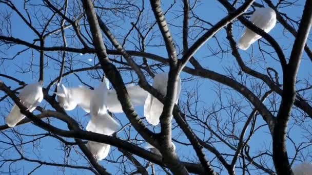 Weiße Tauben. Schöne weiße Tauben in einem Park — Stockvideo