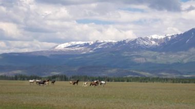 Dağlık arazide vahşi atlar