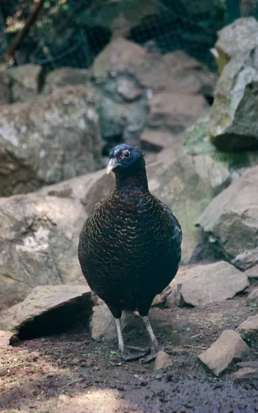 Pheasant male beautiful portrait — Stock Photo, Image