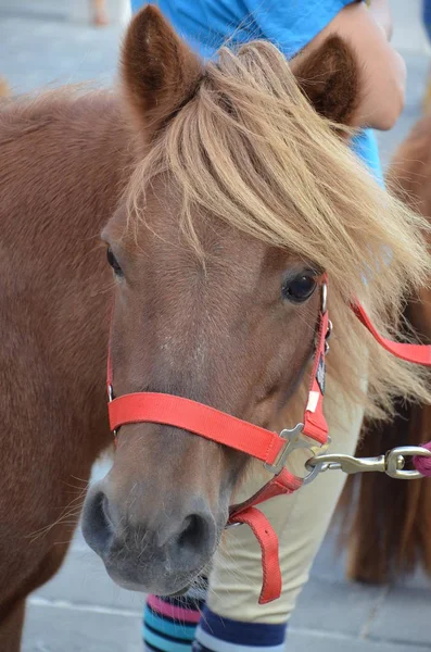 Le visage du cheval — Photo