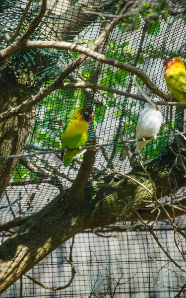 Bir kafeste sarı muhabbet kuşları — Stok fotoğraf